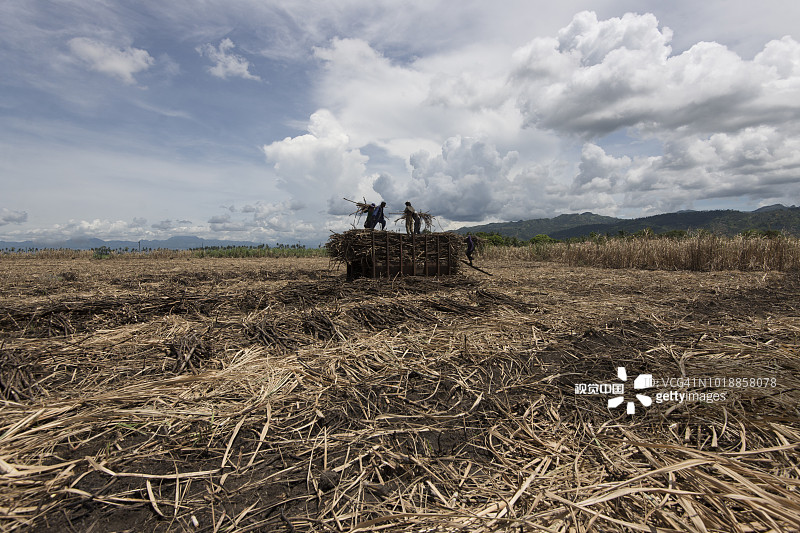 搬运甘蔗图片素材