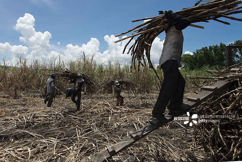 搬运甘蔗图片素材