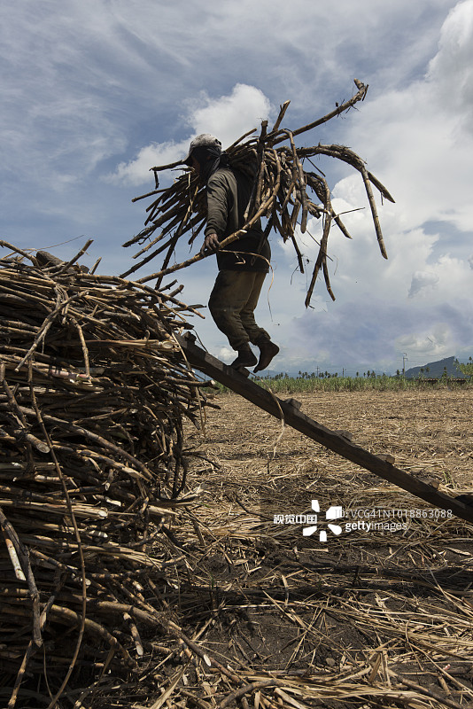 搬运甘蔗图片素材