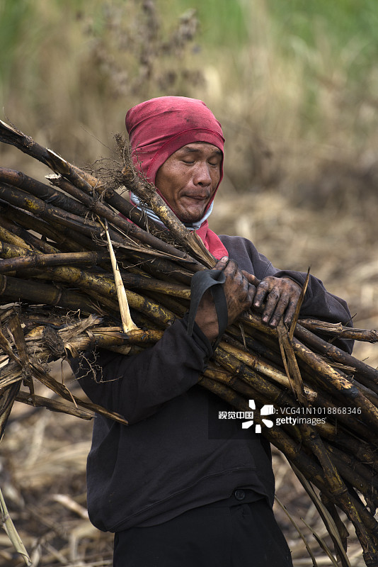 搬运甘蔗图片素材