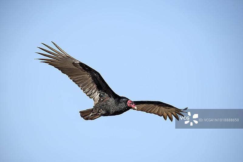 黑秃鹫图片素材