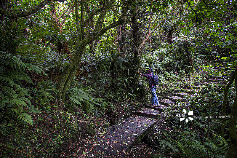 一名男子在斯图尔特岛奥班的热带雨林中徒步旅行图片素材
