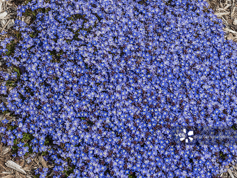 贝罗尼卡格鲁吉亚蓝色花朵图片素材