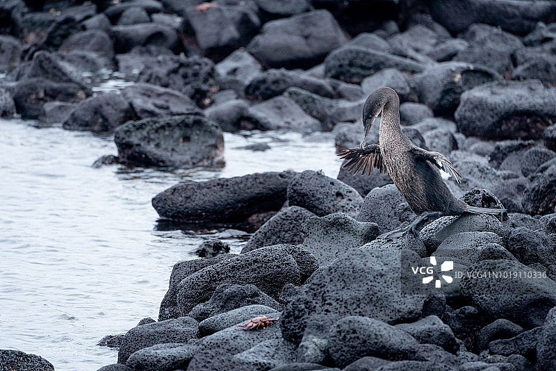 加拉帕戈斯群岛的不会飞的鸬鹚图片素材