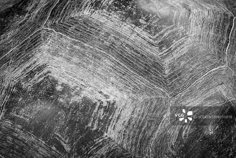 加拉帕戈斯象龟甲壳黑白特写图片素材