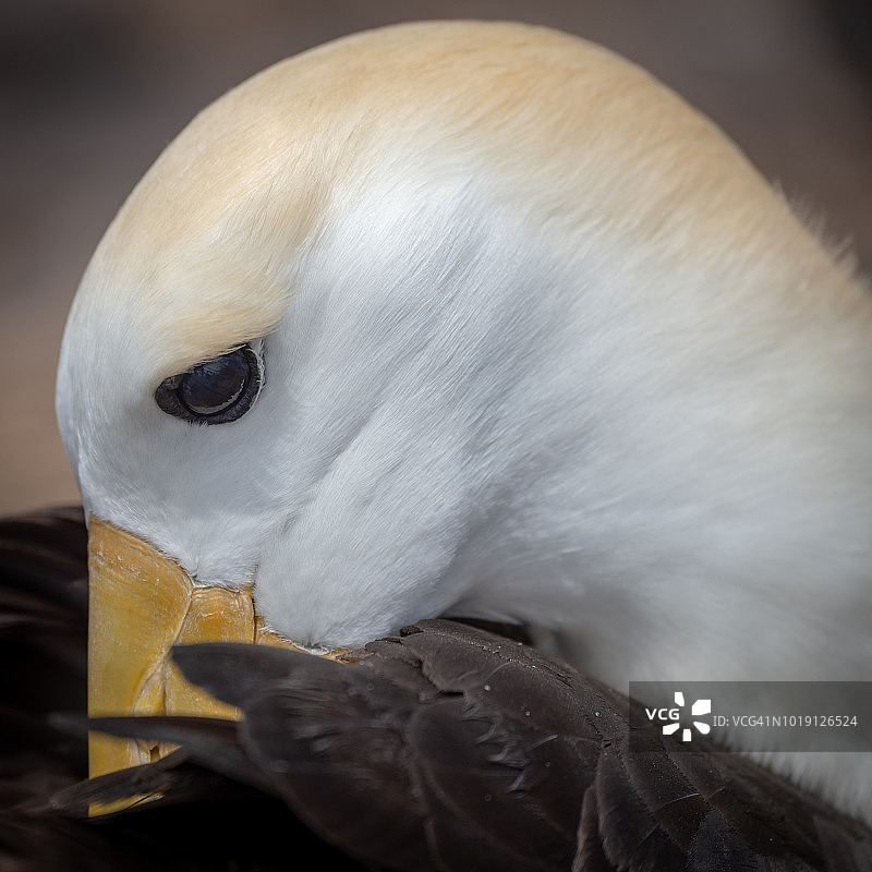 埃斯帕尼奥拉岛的信天翁求偶图片素材