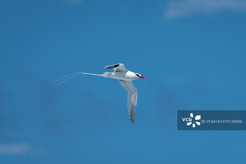 飞行中的红嘴热带鸟图片素材