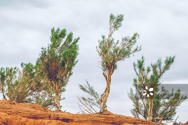 生长在蒙古戈壁沙漠上的梭梭树图片素材