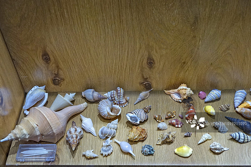 精致外骨骼贝壳展示图片素材