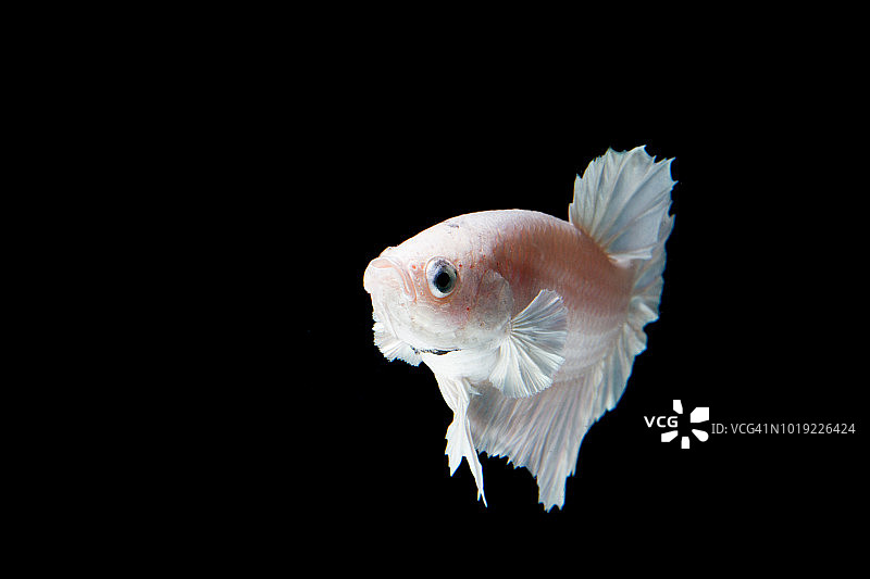 黑色背景上的白色铂金斗鱼图片素材