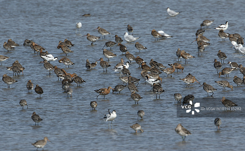 在英国沿海河口休息和觅食的大群涉水鸟图片素材