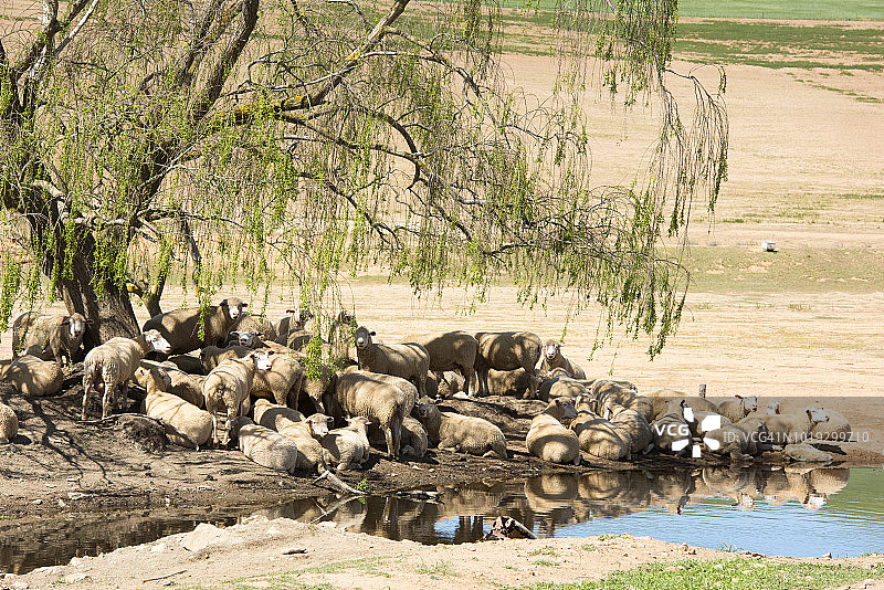 南非西开普省Overberg地区，绵羊在水边避暑图片素材