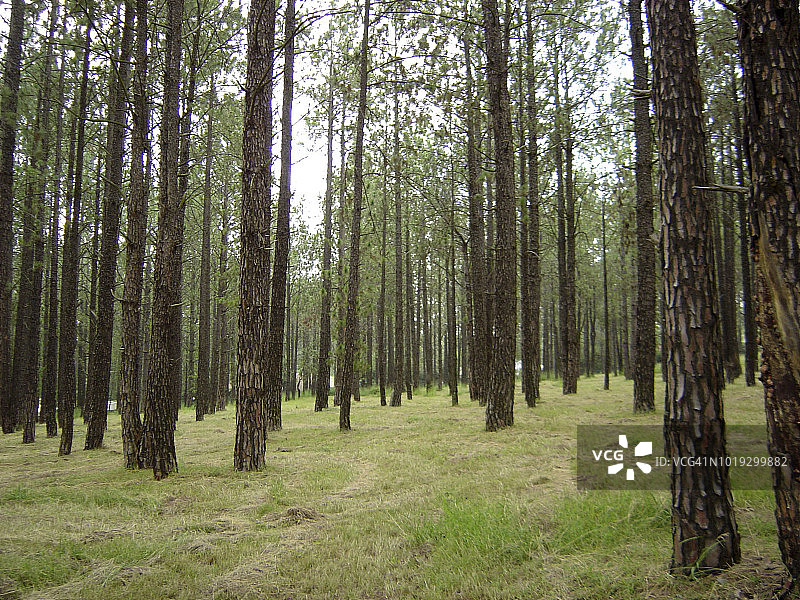 南非姆普马兰加省的森林树木图片素材