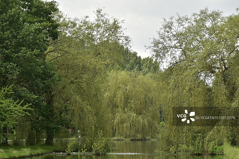 主湖入口处茂盛的自然景观图片素材