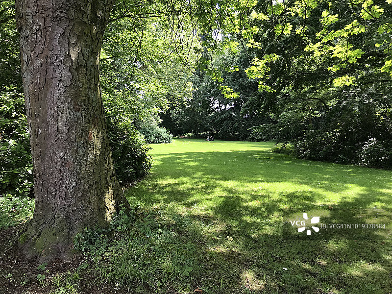 在茂盛的自然中休息的林间空地图片素材