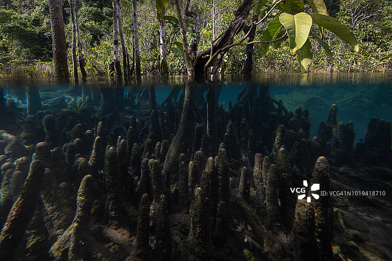 水下生物系统和泥炭沼泽森林中的红树林，泰国甲米府Tha Pom运河区域图片素材