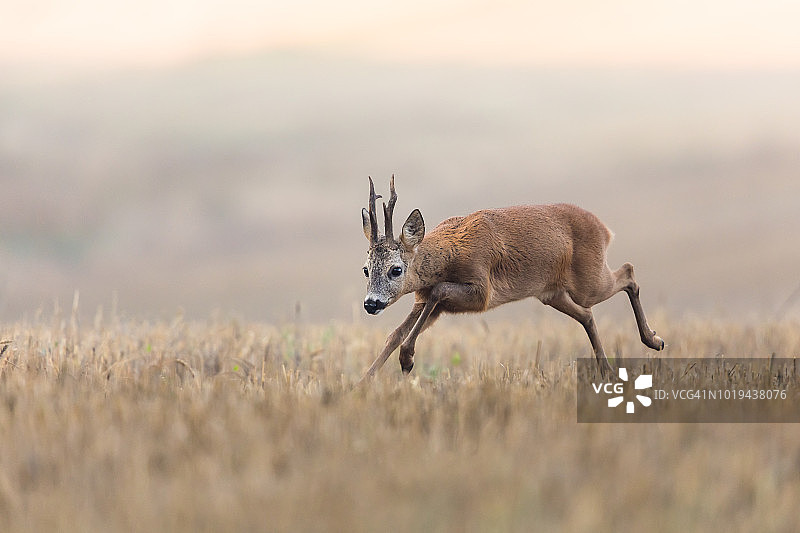 欧洲狍图片素材