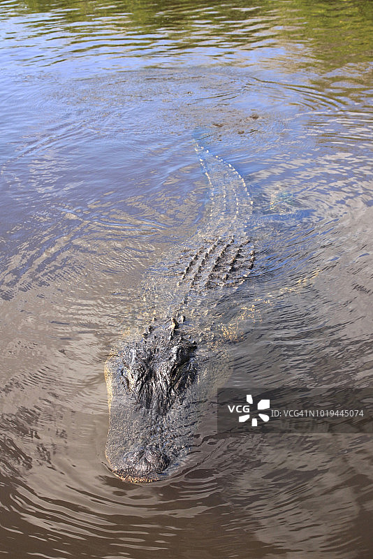 野生短吻鳄图片素材