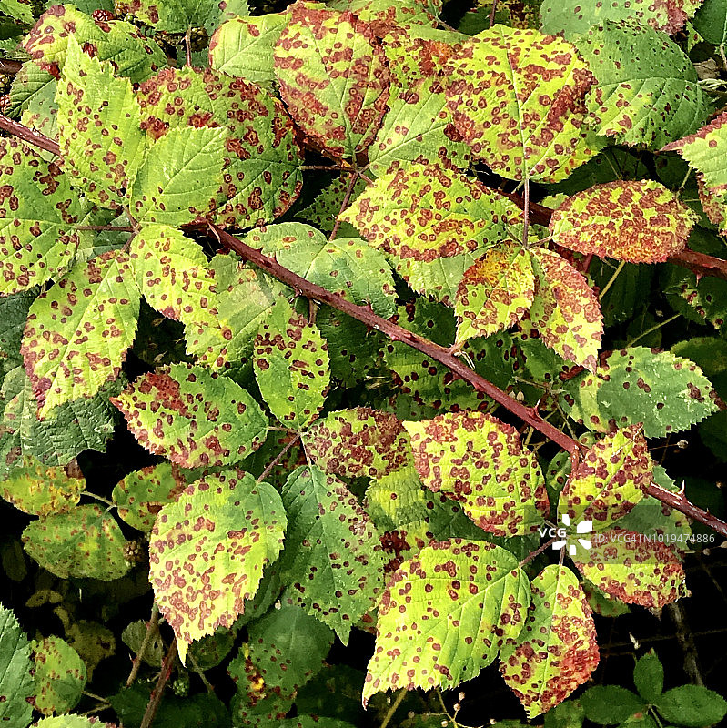 华盛顿州夏季末期的杂色黑莓叶图片素材