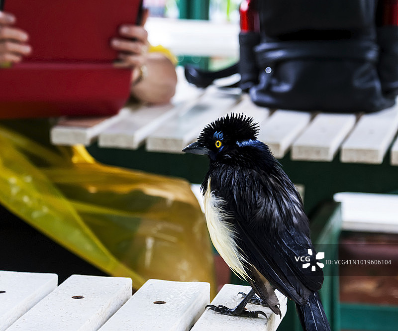 一只长毛蓝鸟栖息在雨天里的桌子上图片素材