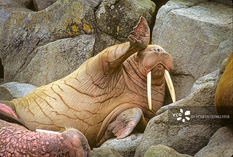 海象挠头图片素材