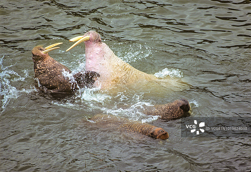 海象争斗图片素材