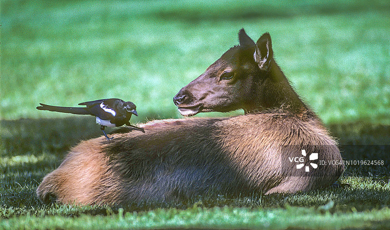 麋鹿和喜鹊图片素材