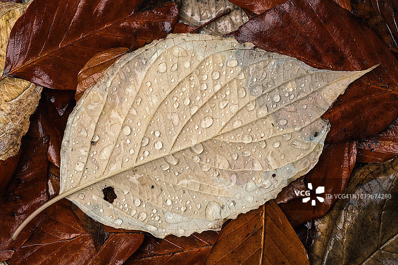 雨滴覆盖的美丽秋叶特写图片素材