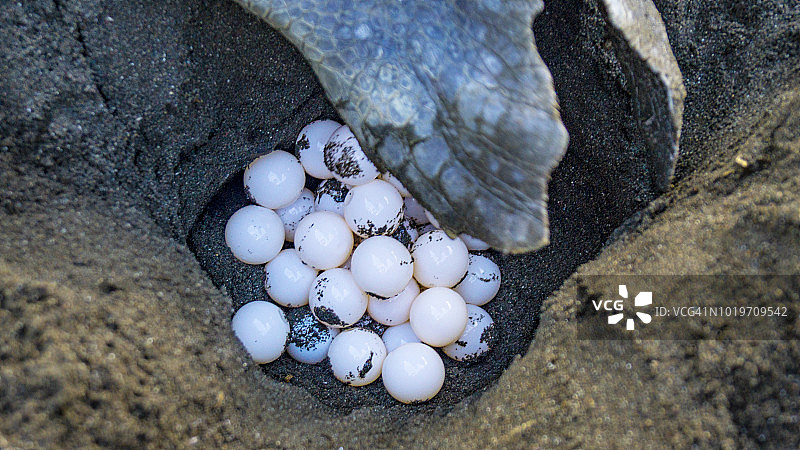 在哥斯达黎加海滩上产卵的丽龟图片素材