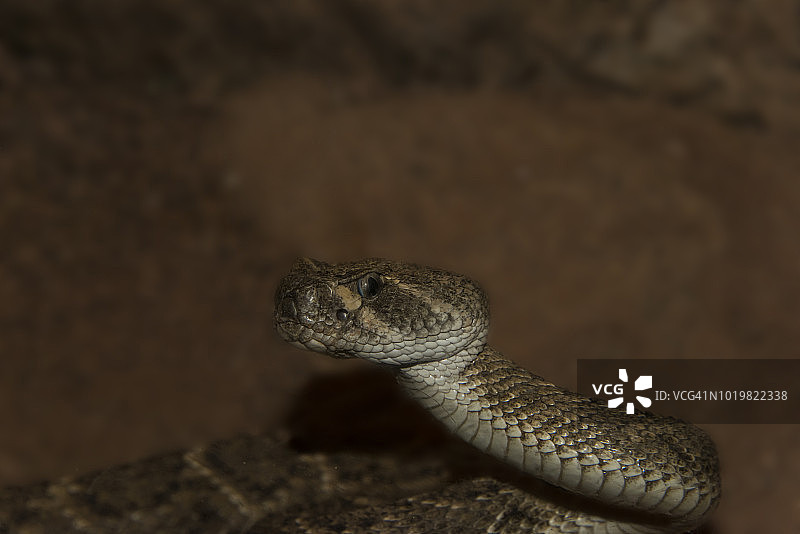 莫哈韦响尾蛇图片素材