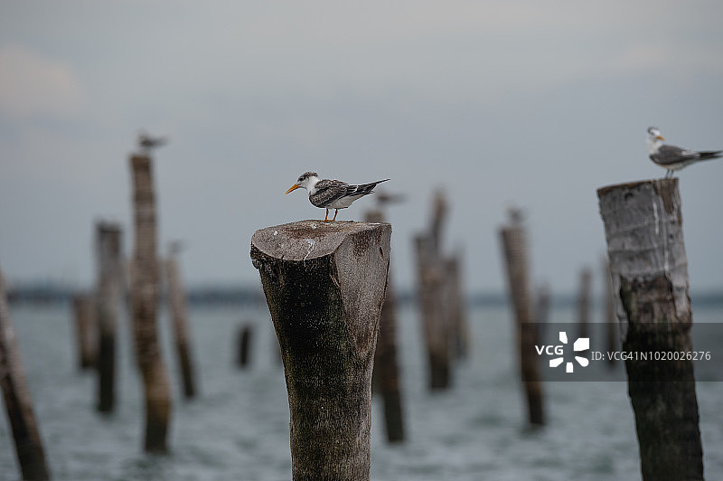 大凤头燕鸥（Thalasseus bergii），成年非繁殖羽图片素材