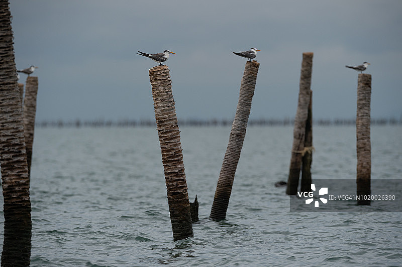 大凤头燕鸥（Thalasseus bergii），成年非繁殖羽图片素材