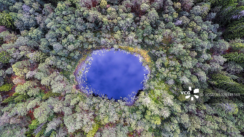 森林之眼图片素材