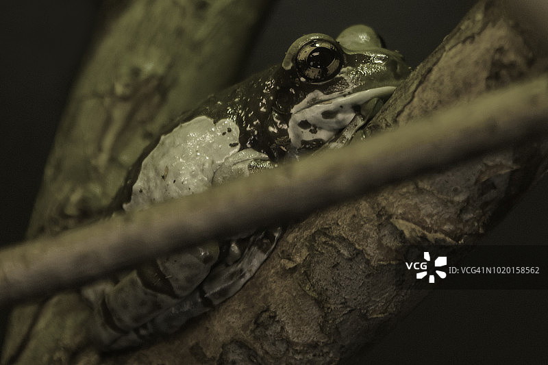 亚马逊牛奶蛙图片素材