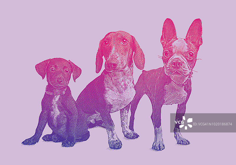 动物收容所里的三只狗图片素材