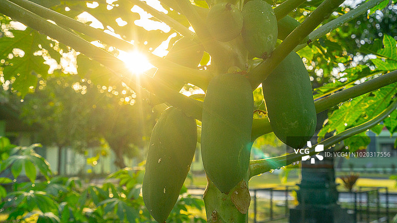 阳光穿过番木瓜树图片素材