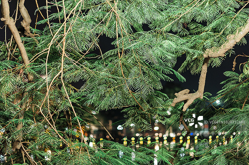 老树枝和树冠悬垂湖面图片素材