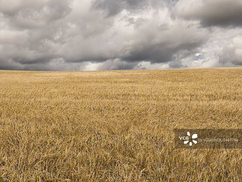 英国威尔士奥法堤国家步道大麦田上空的云图片素材