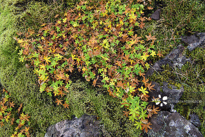 冰岛西峡湾区，Dynjandisvogur的野生植物特写图片素材