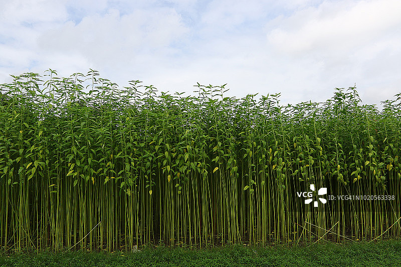 孟加拉国达卡萨瓦尔的黄麻田图片素材
