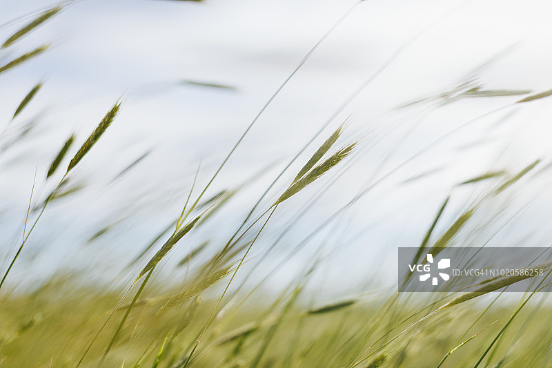 小麦草叶片特写图片素材