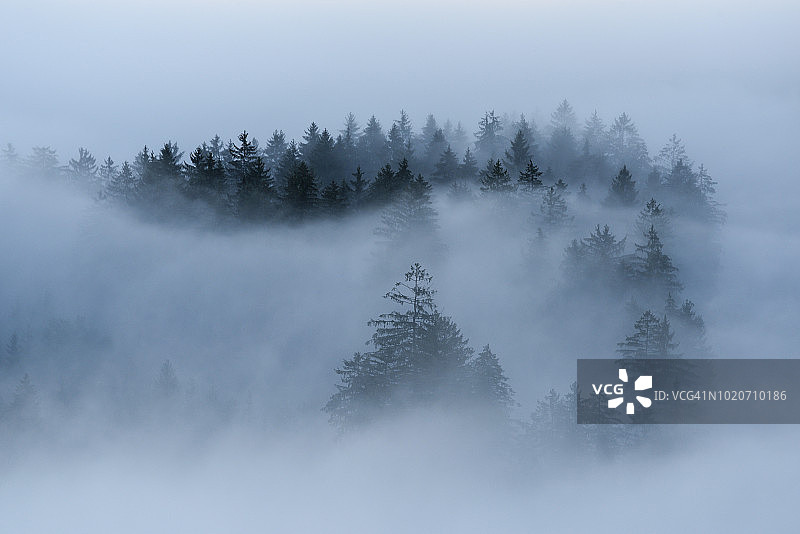 雾中的针叶树林图片素材