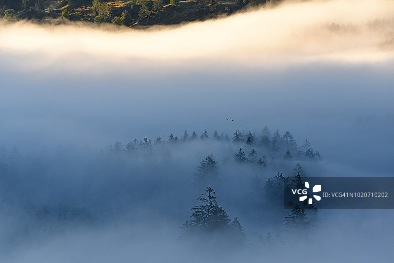 针叶林上雾气弥漫的黎明图片素材