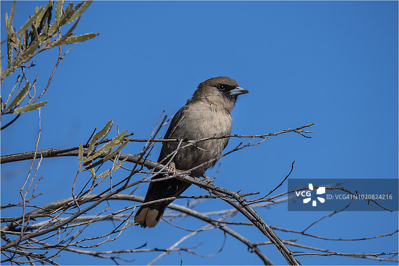 澳大利亚中部尤拉拉的黑脸燕鵙图片素材