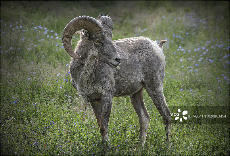 加拿大艾伯塔省库特尼国家公园的大角羊图片素材
