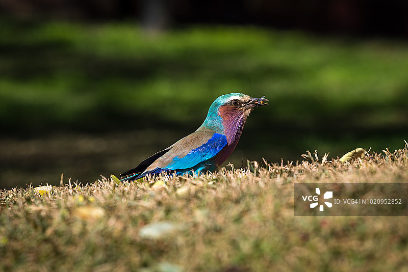 正在吃昆虫的紫胸佛法僧图片素材
