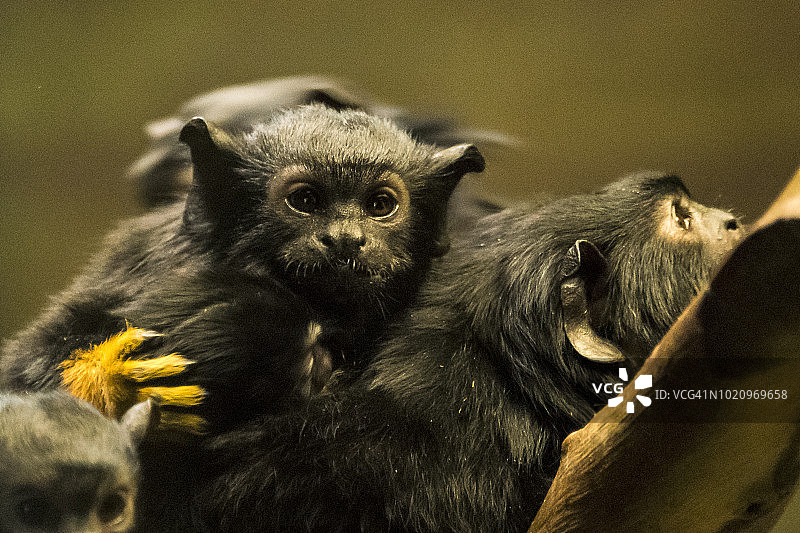 红掌柽柳猴图片素材