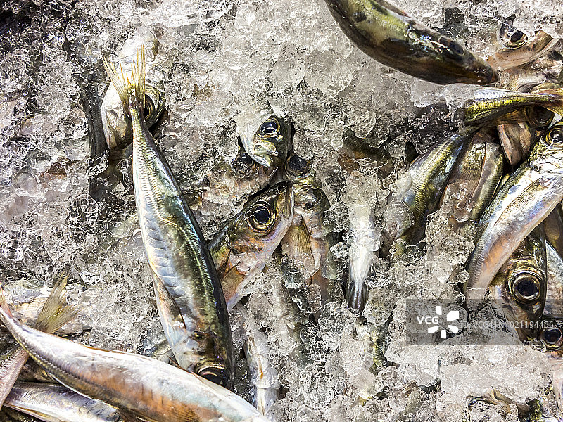 市场上出售的新鲜鲭鱼图片素材