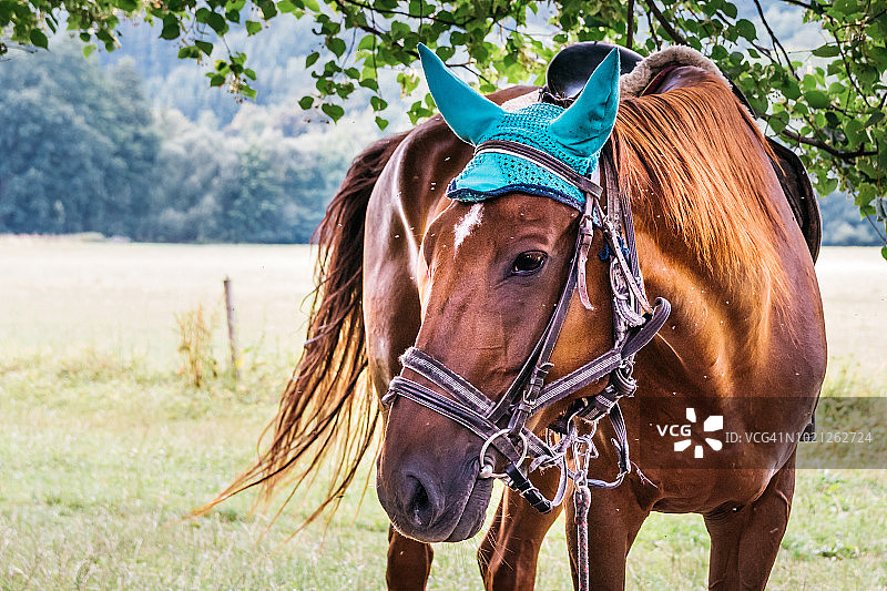 棕马站在树下绿色的草地上图片素材