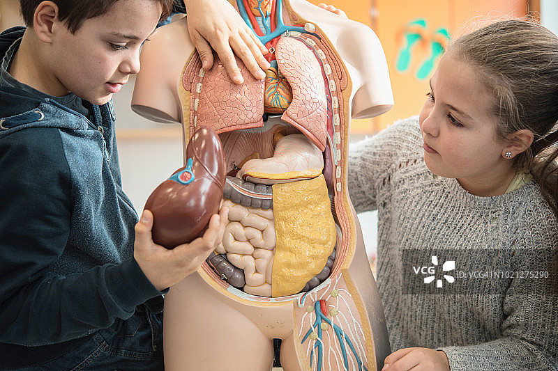 在生物课上研究人体解剖模型的学生图片素材
